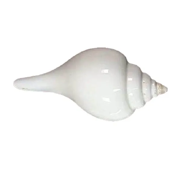 MAYAPURI_White_Premium_Quality_Jal_Shank_For_Puja_|_Conch_Shells