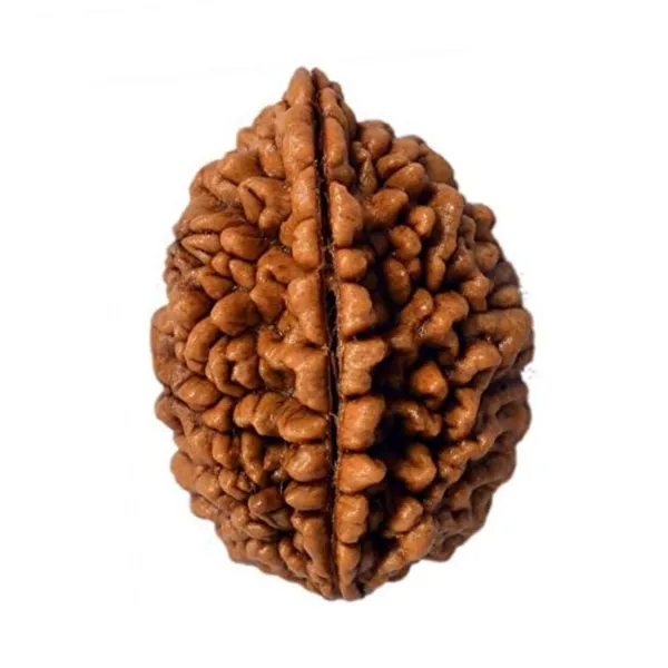 MAYAPURI__2_Mukhi_Rudraksha_Two_Faced_Natural_Rudraksh_Bead_Original_(Pack_Of_1)