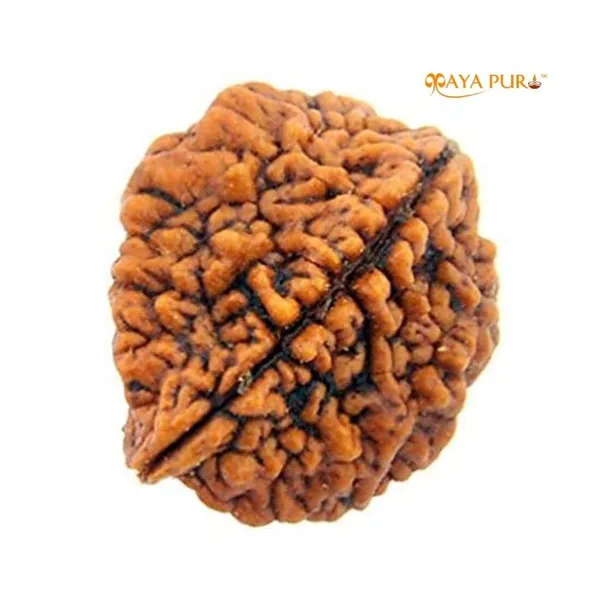 MAYAPURI__2_Mukhi_Rudraksha_Two_Faced_Natural_Rudraksh_Bead_Original_(Pack_Of_1)