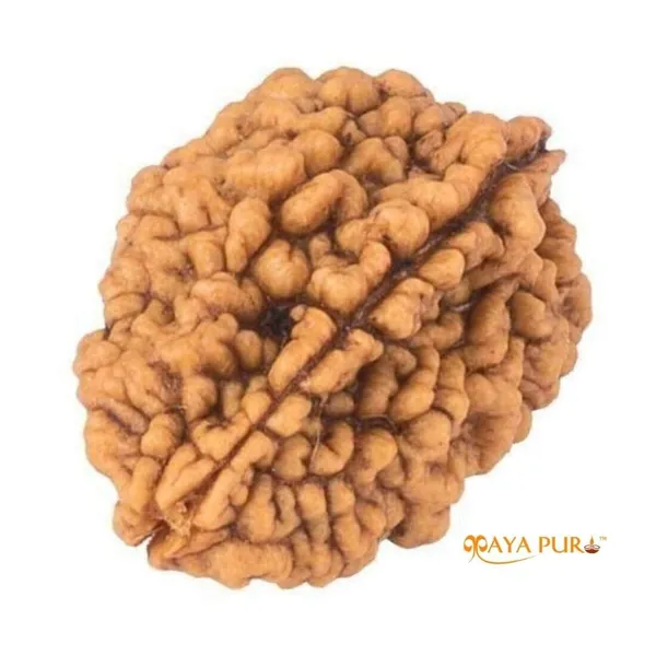 MAYAPURI__2_Mukhi_Rudraksha_Two_Faced_Natural_Rudraksh_Bead_Original_(Pack_Of_1)