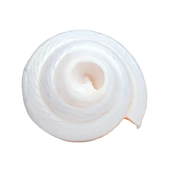 MAYAPURI_White_7-Inch_Blowing_Shank_|_Authentic_Natural_Conch_for_Puja_|_Powerful_Bajane_Wala_Shank_for_Sacred_Rituals