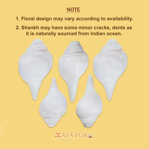 MAYAPURI_White_7-Inch_Blowing_Shank_|_Authentic_Natural_Conch_for_Puja_|_Powerful_Bajane_Wala_Shank_for_Sacred_Rituals