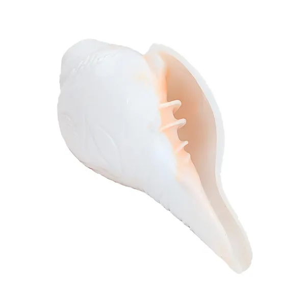 MAYAPURI_White_7-Inch_Blowing_Shank_|_Authentic_Natural_Conch_for_Puja_|_Powerful_Bajane_Wala_Shank_for_Sacred_Rituals
