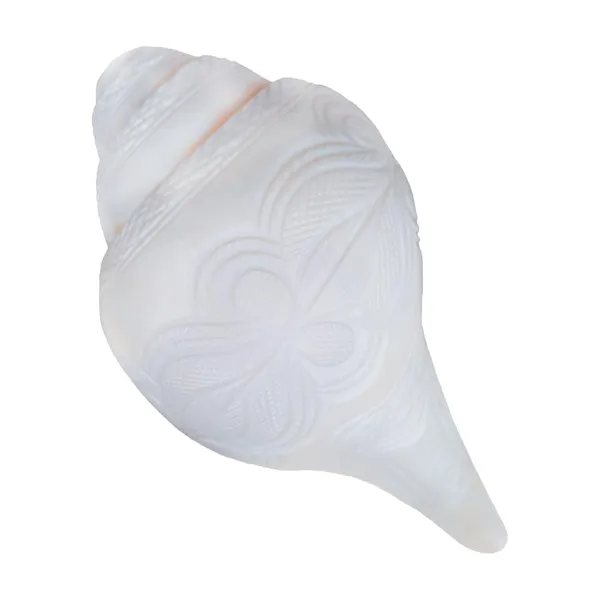 MAYAPURI_White_Vamavarti_Shank_|_Intricately_Engraved_Loud_Blowing_Sacred_Conch_for_Pooja_|_Powerful_Bajane_Wala_Shankh,_16-18_CM