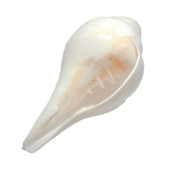 MAYAPURI_6-Inch_Puja_Shank_|_Original_Blowing_Conch_for_Pooja_|_Bajane_Wala_Shankh_|_Sacred_Sound_&_Positive_Energy