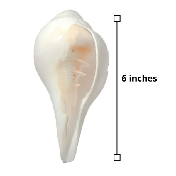 MAYAPURI_6-Inch_Puja_Shank_|_Original_Blowing_Conch_for_Pooja_|_Bajane_Wala_Shankh_|_Sacred_Sound_&_Positive_Energy