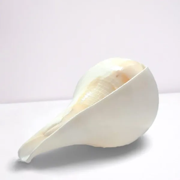 MAYAPURI_6-Inch_Puja_Shank_|_Original_Blowing_Conch_for_Pooja_|_Bajane_Wala_Shankh_|_Sacred_Sound_&_Positive_Energy