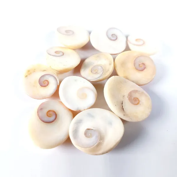 MAYAPURI_Natural_Navi_Sankh/Original_Gomati/Gomti_Chakra/Sudarshan_Chakra/Nag_Chakra