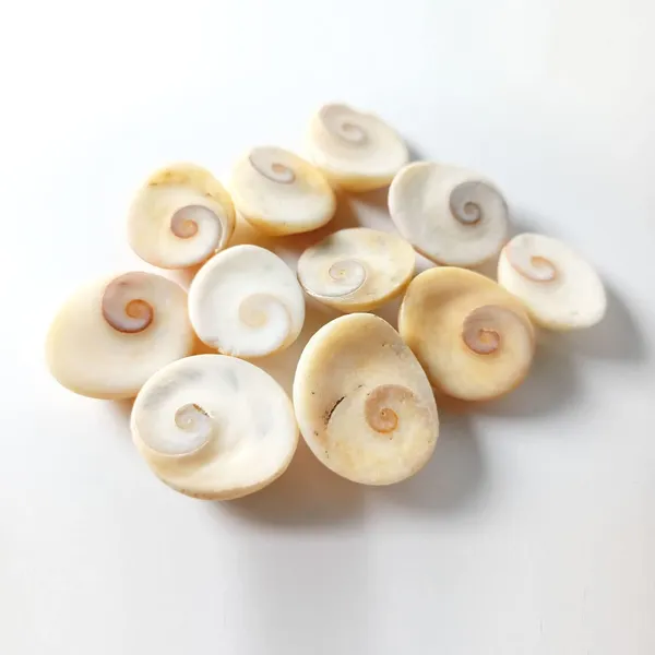 MAYAPURI_Natural_Navi_Sankh/Original_Gomati/Gomti_Chakra/Sudarshan_Chakra/Nag_Chakra