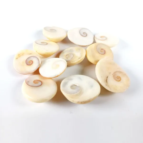 MAYAPURI_Natural_Navi_Sankh/Original_Gomati/Gomti_Chakra/Sudarshan_Chakra/Nag_Chakra