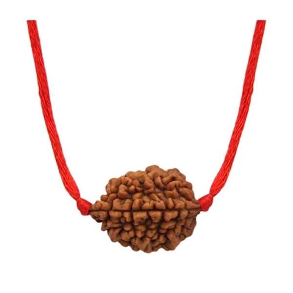 MAYAPURI_Natural_2_Mukhi_Rudraksha_(Brown)_/2_Face_Rudraksha_Bead_(Pendant)_For_Men_&_Women_(Pack_Of_1)