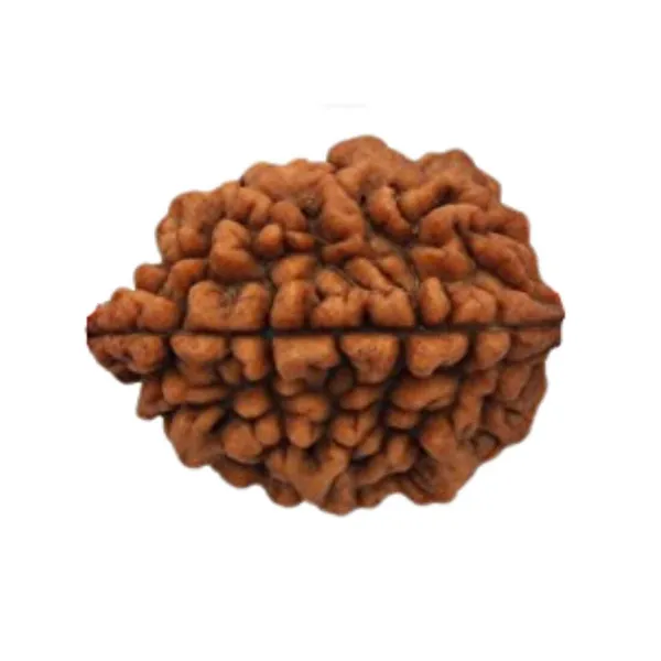 MAYAPURI_Natural_2_Mukhi_Rudraksha_(Brown)_/2_Face_Rudraksha_Bead_(Pendant)_For_Men_&_Women_(Pack_Of_1)