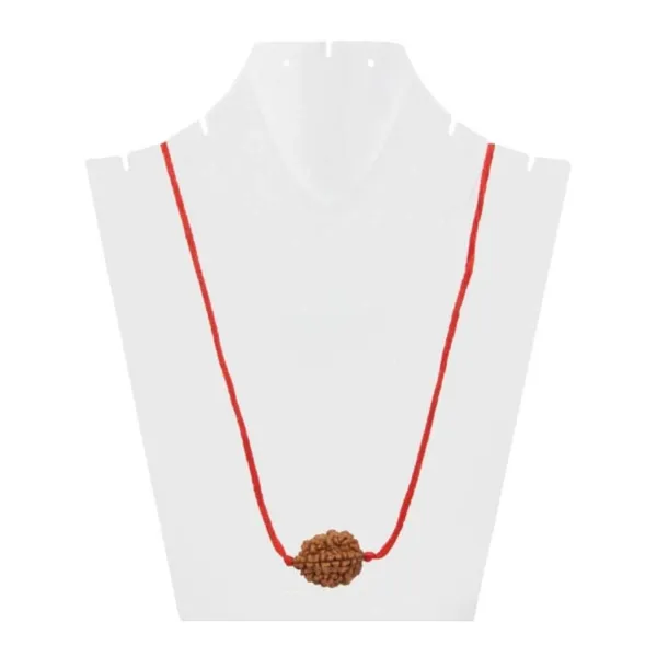 MAYAPURI_Natural_2_Mukhi_Rudraksha_(Brown)_/2_Face_Rudraksha_Bead_(Pendant)_For_Men_&_Women_(Pack_Of_1)