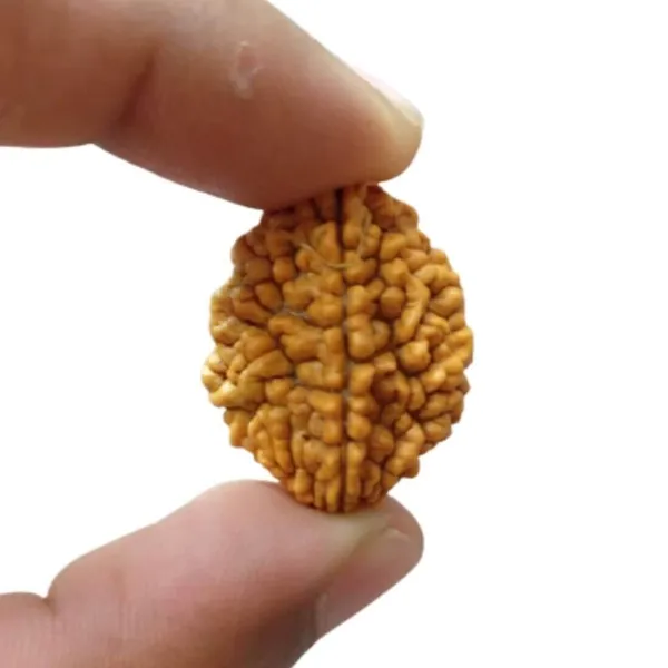 MAYAPURI_Brown_2_Mukhi_Rudraksha_/Natural_2_Face_Rudraksha_Bead_/Pendant_For_Unisex_(Pack_Of_1)