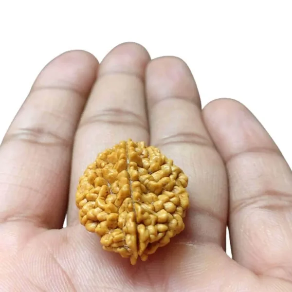 MAYAPURI_Brown_2_Mukhi_Rudraksha_/Natural_2_Face_Rudraksha_Bead_/Pendant_For_Unisex_(Pack_Of_1)