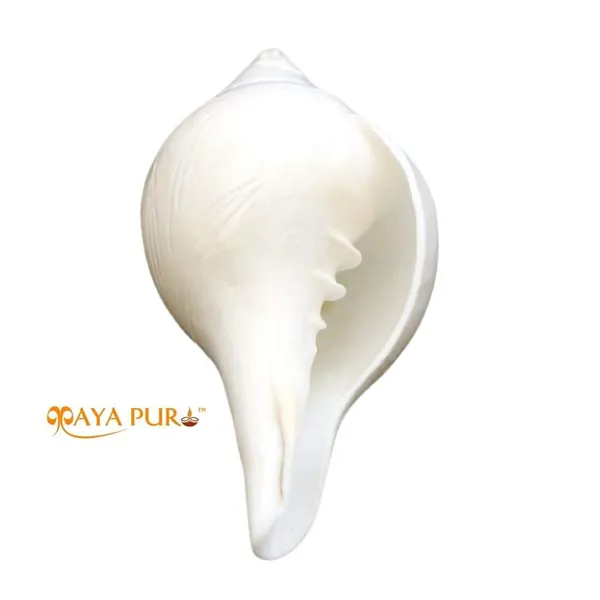 MAYAPURI_White_Natural_Non-Blowing_Jal_Shank_with_Brass_Stand_|_Original_Pani_Wala_Conch_for_Pooja_&_Aarti