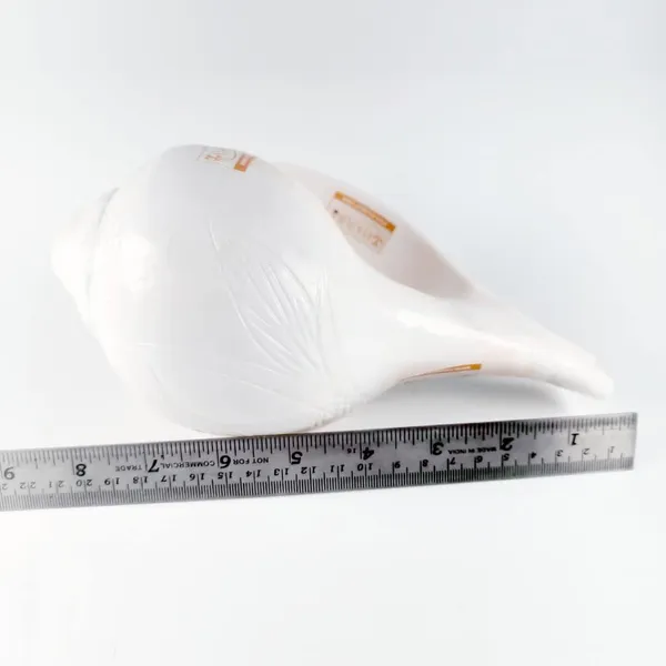 MAYAPURI_White_Loud_Blowing_Shank_|_Sacred_6-Inch_Pooja_Conch_for_Powerful_Sound_|_Perfect_Bajane_Wala_Shankh_for_Auspicious_Rituals