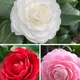 red , pink , white__OrchidZone
