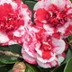 red and white__OrchidZone