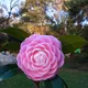 pink__OrchidZone