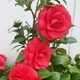 Red__OrchidZone
