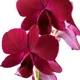 Deep Burgundy | Bright Magenta Cluster | Purple Orchid with White Center | Dark Red__OrchidZone