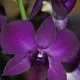 Deep Purple with Dark | Light Purple with White | Purple | White and Light Purple Mix__OrchidZone