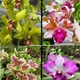 Purple and White | Green Petals with Maroon Centers | Yellow Petals with Maroon-Purple Centers | White Petals with Bright Pink Center__OrchidZone