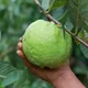 Green__Plantify