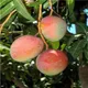 Red__DREAM PLANT