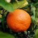 Orange__DREAM PLANT
