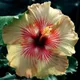 Multi Colour__DREAM PLANT