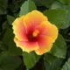 Yellow__DREAM PLANT