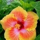 Multi Colour__DREAM PLANT