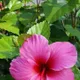 Pink Colour__DREAM PLANT
