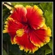 Multi Colour__DREAM PLANT