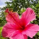 Pink__DREAM PLANT