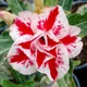 Multi Colour__DREAM PLANT