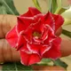 Red__DREAM PLANT