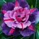 multi Colour__DREAM PLANT