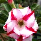 Multi Colour__DREAM PLANT