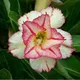 Multi Colour__DREAM PLANT