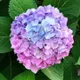 Bey Colour__DREAM PLANT