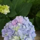 Bey Colour__DREAM PLANT