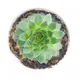By Color__DREAM PLANT