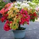 Multi Color__DREAM PLANT