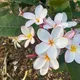 Pink White__DREAM PLANT