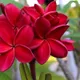 red__DREAM PLANT