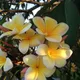 Yellow__DREAM PLANT