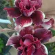 Multi Colour__DREAM PLANT